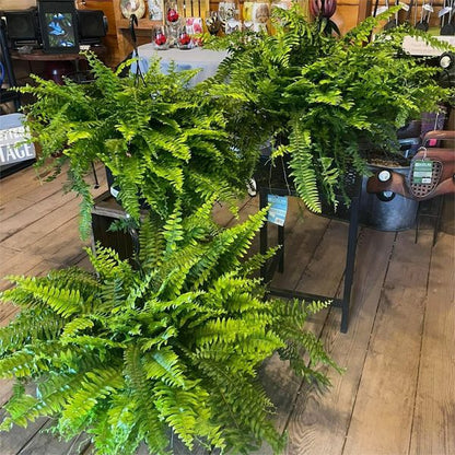 🔥Today Only $19.99🔥UV Resistant Lifelike Artificial Boston Fern